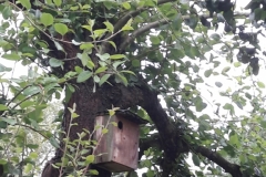 Vogel-Nistkasten in einem alten Birnenbaum
