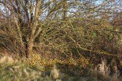 Streuobst Wildapfelbaum