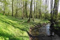 Bollhäger-Fließ-im-Erlenwald-bei-Brodhagen