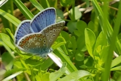 Himmelblauer Bläuling (Männchen)