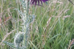 Distel