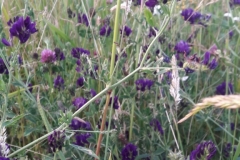 Blumen auf im "Garten Eden"