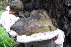 Pilz am alten Birnenbaum