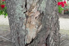 alter Birnenbaum