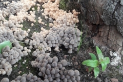 Pilze am Fuße des alten Birnenbaumes zersetzen das Holz.