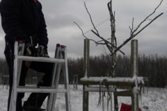 gechnittener Baum nachher