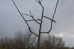 fertig geschnittener Baum