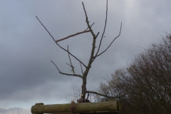 fertig geschnittener Baum