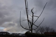 fertig geschnittener Baum