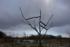 fertig geschnittener Baum