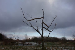 fertig geschnittener Baum