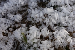 Eiskristalle auf den Gräsern