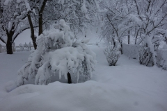 Schnee auf den Sträuchern