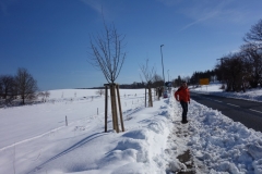 Baumreiche Pflaumen in der steffenshäger Straße in Reddelich