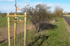 Wanderweg am Bollhäger Fließ mit neu gepflanztem Obstbaum der obstache