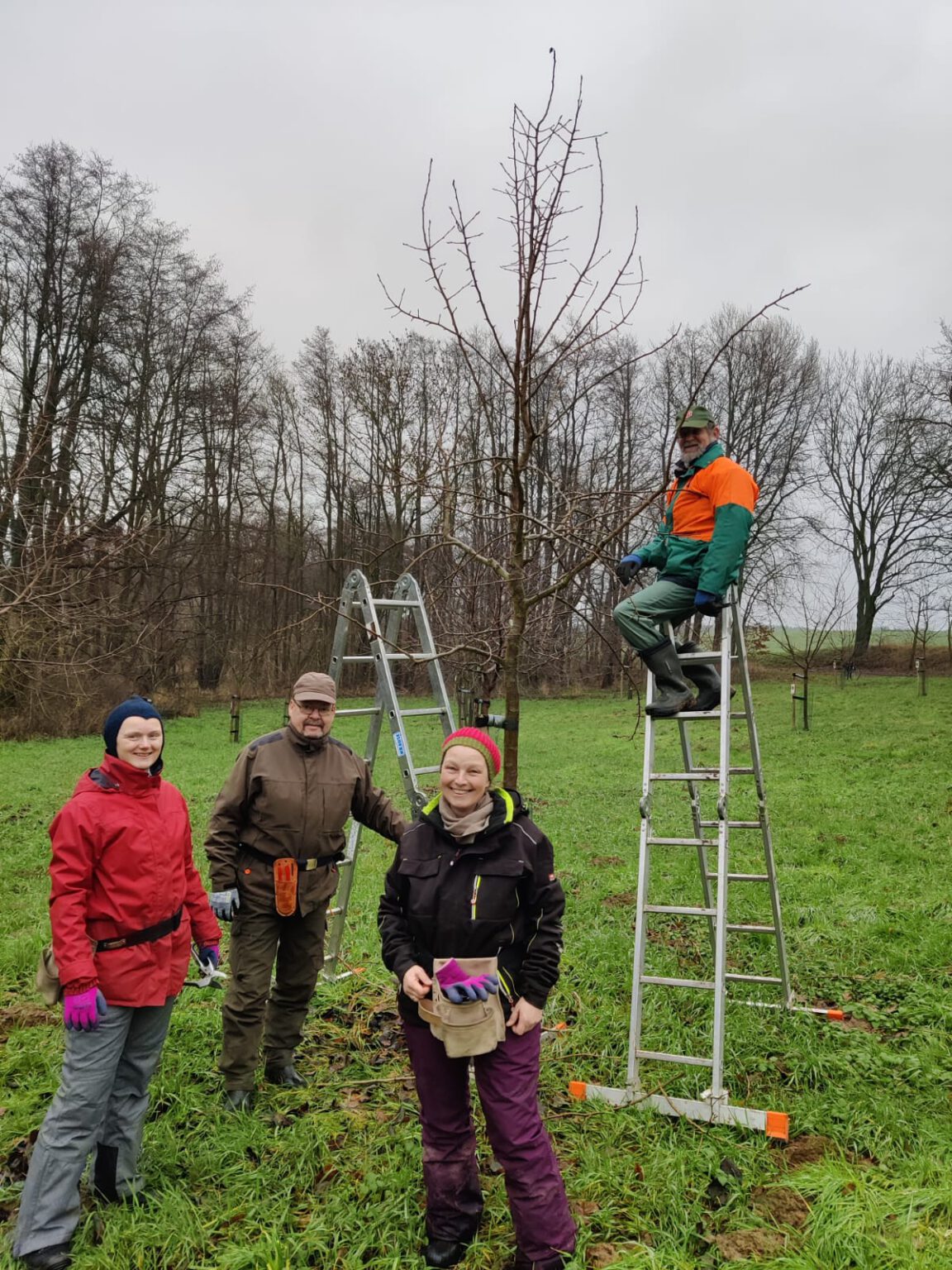 Erziehungsschnitt der Obstbäume in Reddelich lernen (von Dezember bis